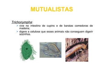 MUTUALISTAS

Trichonympha:
   vive no intestino de cupins e de baratas comedoras de
    madeira;
   digere a celulose que esses animais não conseguem digerir
    sozinhos.
 