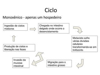 Ciclo
Monoxênico - apenas um hospedeiro

Ingestão de cistos     Chegada no intestino
maduros                delgado onde ocorre o
                       desencistamento

                                                 Metacisto sofre
                                                 várias divisões
                                                 celulares
Produção de cistos e                             transformando-se em
liberação nas fezes                              trofozoíto


        Invasão da
        mucosa                Migração para o
        intestinal            intestino grosso
 