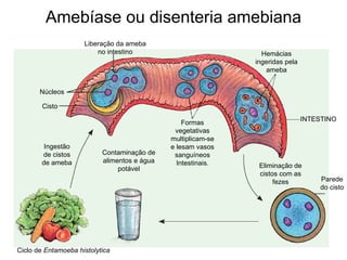 Amebíase ou disenteria amebiana
                     Liberação da ameba
                         no intestino                            Hemácias
                                                               ingeridas pela
                                                                  ameba


       Núcleos

        Cisto
                                                                                INTESTINO
                                                  Formas
                                               vegetativas
                                              multiplicam-se
         Ingestão                             e lesam vasos
        de cistos          Contaminação de     sanguíneos
        de ameba           alimentos e água     Intestinais.
                                potável                         Eliminação de
                                                                cistos com as
                                                                     fezes           Parede
                                                                                     do cisto




Ciclo de Entamoeba histolytica
 