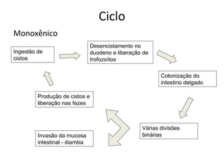 Ciclo
Monoxênico
                                 Desencistamento no
Ingestão de                      duodeno e liberação de
cistos                           trofozoítos

                                                           Colonização do
                                                           intestino delgado

         Produção de cistos e
         liberação nas fezes



                                                    Várias divisões
         Invasão da mucosa                          binárias
         intestinal - diarréia
 
