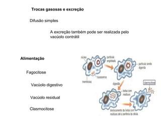 Trocas gasosas e excreção

    Difusão simples

               A excreção também pode ser realizada pelo
               vacúolo contrátil




Alimentação


  Fagocitose


    Vacúolo digestivo


    Vacúolo residual

    Clasmocitose
 