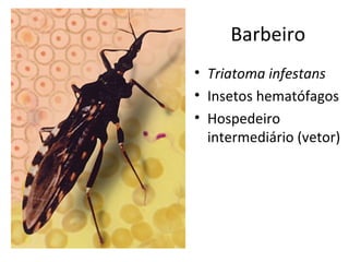 Barbeiro
• Triatoma infestans
• Insetos hematófagos
• Hospedeiro
  intermediário (vetor)
 