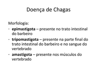 Doença de Chagas

Morfologia:
- epimastigota – presente no trato intestinal
  do barbeiro
- tripomastigota – presente na parte final do
  trato intestinal do barbeiro e no sangue do
  vertebrado
- amastigota – presente nos músculos do
  vertebrado
 
