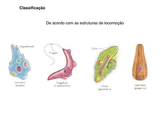 Classificação


                De acordo com as estruturas de locomoção
 