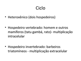 Ciclo
• Heteroxênico (dois hospedeiros)

• Hospedeiro vertebrado: homem e outros
  mamíferos (tatu gambá, rato)- multiplicação
  intracelular

• Hospedeiro invertebrado: barbeiros
  triatomíneos - multiplicação extracelular
 