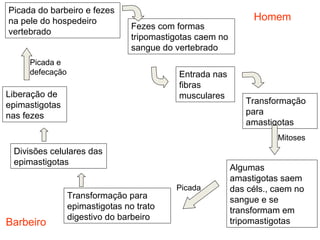 Picada do barbeiro e fezes
na pele do hospedeiro                                           Homem
                                 Fezes com formas
vertebrado
                                 tripomastigotas caem no
                                 sangue do vertebrado
     Picada e
     defecação                              Entrada nas
                                            fibras
Liberação de                                musculares
epimastigotas                                                 Transformação
nas fezes                                                     para
                                                              amastigotas
                                                                      Mitoses
 Divisões celulares das
 epimastigotas
                                                           Algumas
                                                           amastigotas saem
                                           Picada          das céls., caem no
                 Transformação para                        sangue e se
                 epimastigotas no trato                    transformam em
                 digestivo do barbeiro                     tripomastigotas
Barbeiro
 