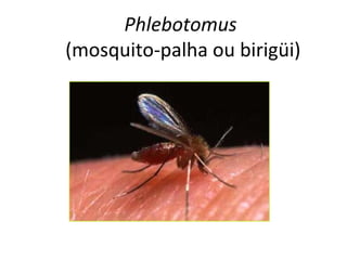 Phlebotomus
(mosquito-palha ou birigüi)
 