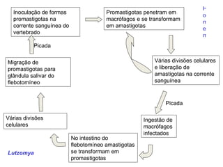 H
  Inoculação de formas                 Promastigotas penetram em
                                                                            o
  promastigotas na                     macrófagos e se transformam
                                                                            m
  corrente sanguínea do                em amastigotas
                                                                            e
  vertebrado
                                                                            m
           Picada


Migração de                                              Várias divisões celulares
promastigotas para                                       e liberação de
glândula salivar do                                      amastigotas na corrente
flebotomíneo                                             sanguínea



                                                             Picada

Várias divisões                                      Ingestão de
celulares                                            macrófagos
                                                     infectados
                          No intestino do
                          flebotomíneo amastigotas
Lutzomya                  se transformam em
                          promastigotas
 