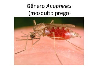 Gênero Anopheles
(mosquito prego)
 