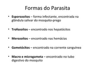 Formas do Parasita
• Esporozoítos – forma infectante, encontrada na
  glândula salivar do mosquito-prego

• Trofozoítos – encontrado nos hepatócitos

• Merozoítos – encontrado nas hemácias

• Gametócitos – encontrado na corrente sanguínea

• Macro e microgameta – encontrado no tubo
  digestivo do mosquito
 