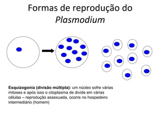 Formas de reprodução do
               Plasmodium




Esquizogonia (divisão múltipla): um núcleo sofre várias
mitoses e após isso o citoplasma de divide em várias
células – reprodução assexuada, ocorre no hospedeiro
intermediário (homem)
 