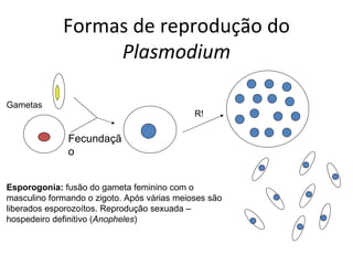 Formas de reprodução do
                  Plasmodium

Gametas
                                             R!

              Fecundaçã
              o


Esporogonia: fusão do gameta feminino com o
masculino formando o zigoto. Após várias meioses são
liberados esporozoítos. Reprodução sexuada –
hospedeiro definitivo (Anopheles)
 