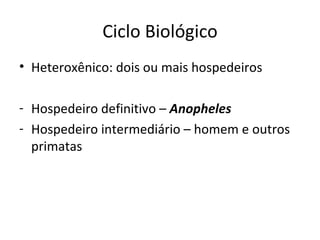 Ciclo Biológico
• Heteroxênico: dois ou mais hospedeiros

- Hospedeiro definitivo – Anopheles
- Hospedeiro intermediário – homem e outros
  primatas
 
