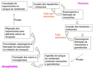 Inoculação de               Invasão dos hepatócitos                          Homem
esporozoítos no             – trofozoítos
sangue do vertebrado
                                                            Esquizogonia e
                                     Ciclo exo-             liberação de
                                     eritrocítico           merozoítos
          Picada

                                                                   Invasão das hemácias –
  Migração dos                                                     trofozoítos
  esporozoítos para
  glândula salivar do                               Ciclo
  mosquito                                          eritrocítico
                                                                          Esquizogonia,
                                                                          liberação de
Fecundação, esporogonia e                                                 merozoítos e
liberação de esporozoítos                                                 gametócitos
no intestino do mosquito

                                      Ingestão de sangue
        Formação dos macro e
                                      do vertebrado                        Picada
        microgametas
                                      contendo merozoítos
                                      e gametócitos
Anopheles
 