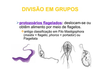 DIVISÃO EM GRUPOS

protozoários flagelados: deslocam-se ou
 obtêm alimento por meio de flagelos.
  antiga classificação em Filo Mastigophora
   (mastix = flagelo; phoros = portador) ou
   Flagellata
 