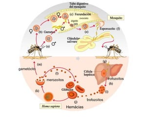 ovocisto
                            zigoto




gametócito


             merozoítos                                  trofozoítos




                                           trofozoítos
                          Hemácias
 