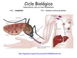 Ciclo Biológico
                   Heteroxênico: dois ou mais hospedeiros
H.D. – Anopheles                         H.I. – homem e outros primatas




          http://highered.mcgraw-hill.com/olc/dl/120090/bio44.swf
 