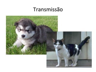 Transmissão
 