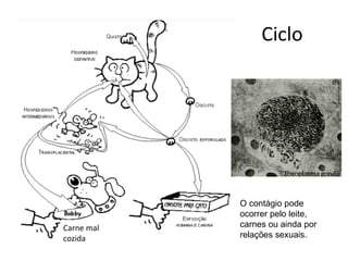 Ciclo




            O contágio pode
            ocorrer pelo leite,
Carne mal   carnes ou ainda por
cozida      relações sexuais.
 