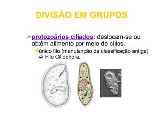 DIVISÃO EM GRUPOS

protozoários ciliados: deslocam-se ou
 obtêm alimento por meio de cílios.
  único filo (manutenção da classificação antiga)
    Filo Ciliophora.
 