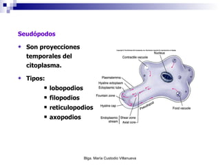 Seudópodos S on proyecciones temporales del citoplasma.  Tipos:  lobopodios filopodios reticulopodios axopodios 