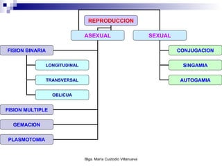 REPRODUCCION ASEXUAL SEXUAL CONJUGACION SINGAMIA AUTOGAMIA FISION BINARIA FISION MULTIPLE GEMACION PLASMOTOMIA LONGITUDINAL TRANSVERSAL OBLICUA 