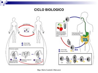 CICLO BIOLOGICO 