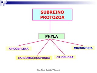 SUBREINO PROTOZOA PHYLA CILIOPHORA MICROSPORA SARCOMASTIGOPHORA APICOMPLEXA 