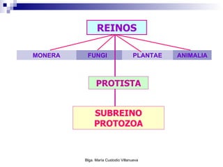 REINOS PROTISTA PLANTAE ANIMALIA FUNGI MONERA SUBREINO PROTOZOA 