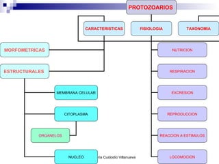 PROTOZOARIOS   CARACTERISTICAS FISIOLOGIA TAXONOMIA MORFOMETRICAS ESTRUCTURALES  MEMBRANA CELULAR CITOPLASMA NUCLEO ORGANELOS NUTRICION EXCRESION REPRODUCCION REACCION A ESTIMULOS RESPIRACION LOCOMOCION 