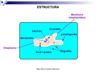 ESTRUCTURA Membrana citoplasmática Citoplasma 
