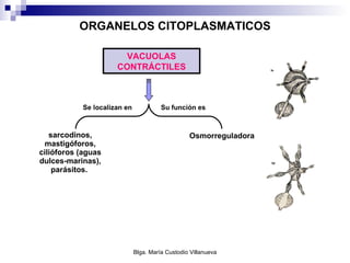 ORGANELOS CITOPLASMATICOS sarcodinos, mastigóforos, cilióforos (aguas dulces-marinas), parásitos.  VACUOLAS CONTRÁCTILES Se localizan en Su función es Osmorreguladora 