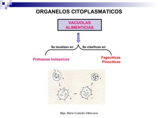 ORGANELOS CITOPLASMATICOS Protozoos holozoicos  VACUOLAS ALIMENTICIAS Se localizan en Se clasifican en Fagocíticas  Pinocíticas 