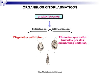 ORGANELOS CITOPLASMATICOS Flagelados autótrofos CROMATÓFOROS Se localizan en Están formados por Tilacoides que están limitados por dos membranas unitarias 