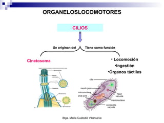 ORGANELOSLOCOMOTORES Cinetosoma CILIOS Se originan del Tiene como función Locomoción Ingestión Órganos táctiles 