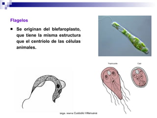 Flagelos Se originan del blefaroplasto, que tiene la misma estructura que el centríolo de las células animales. 