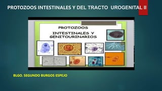 PROTOZOOS INTESTINALES Y DEL TRACTO UROGENITAL II
BLGO. SEGUNDO BURGOS ESPEJO
 
