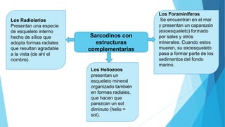 Los Foraminíferos
Se encuentran en el mar
y presentan un caparazón
(exoesqueleto) formado
por sales y otros
minerales. Cuando estos
mueren, su exoesqueleto
pasa a formar parte de los
sedimentos del fondo
marino.
Los Radiolarios
Presentan una especie
de esqueleto interno
hecho de sílice que
adopta formas radiales
que resultan agradable
a la vista (de ahí el
nombre).
Los Heliozoos
presentan un
esqueleto mineral
organizado también
en formas radiales,
que hacen que
parezcan un sol
diminuto (helio =
sol).
Sarcodinos con
estructuras
complementarias
 