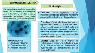 Es un protozoo parásito anaerobio
con forma ameboide. Es patógena
para el humano y para los cánidos,
causando amebiasis incluyendo
colitis amébica y absceso hepático.
ENFERMEDADES
• Amibiasis intestinal.
• Disentería amibiana.
• Absceso hepático
ENTAMOEBA HISTOLYTICA
Morfología
• Trofozoíto: Forma vegetativa que es
irregular o ameboide, presenta membrana
citoplasmática dividido en dos porciones
• Prequiste: Forma de transición, es un
órgano redondeado u ovoide, de 10-20
micras de diámetro, es inmóvil cada una
de las membranas quísticas en vía de
formación sin inclusiones citoplasmáticas,
ocasionalmente con cuerpos cromatoides
y vacuelo de glucógeno.
• Quiste: Mide de 10-18 micras, es
redondeado y posee una cubierta gruesa.
En su interior se pueden observar de 1-4
nucleos con las características de las
fases anteriores
 