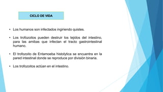 • Los humanos son infectados ingiriendo quistes.
• Los trofozoitos pueden destruir los tejidos del intestino,
para las amibas que infectan el tracto gastrointestinal
humano.
• El trofozoito de Entamoeba histolytica se encuentra en la
pared intestinal donde se reproduce por división binaria.
• Los trofozoitos actúan en el intestino.
CICLO DE VIDA
 