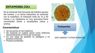 ENTAMOEBA COLI
Es el comensal más frecuente del intestino grueso
del hombre, y su forma trofozoítica se confunde
con la hystolítica. El trofozoito mide de 15 a 50
micras y su citoplasma es muy granuloso.Tiene
movimientos lentos y seudópodos cortos y
anchos.
Características
 Se encuentra en los intestinos
 Se presenta en sujetos sanos como enfermos
frecuentemente en forma de comensal.
 Es una clase de parásito no patógeno y no
produce síntomas
 Produce amebiasis
Huéspedes
SER HUMANO Y OTROS PRIMATES.
 