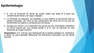Epidemiologìa
 E. coli se transmite en forma de quiste viable que llega al a boca por
contaminación fecal y se traga o deglute.
 La infección se adquiere con facilidad, lo que explica su frecuencia alta en
países tropicales, así como en las poblaciones de clima frío en los que las
condiciones de higiene y sanitarias son primitivas.
 Aunque los monos y en ocasiones los perros se han encontrado infectados
en forma natural por una ameba similar a la E. coli, la infección es casi
exclusiva de origen humano.
Diagnóstico: A E. coli hay que distinguirla de la ameba patógena E. histolytica,
a veces es casi imposible diferenciar los trofozoitos evacuados con las heces
líquidas.
 