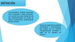 DEFINICIÓN
Los sarcodinos, también conocidos
como rizópodos o clase rhizopoda,
son una de las cuatro clases en las
que tradicionalmente se dividía el
phylum protozoarios, perteneciente
al reino animal.
Grupo de organismos protistas
unicelulares y microscópicos
que suelen vivir en colonias
(conglomerados formados a
partir de un ancestro en
común).
 