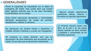  GENERALIDADES
Tienen la capacidad de enquistarse con el objeto de
protegerse del medio. Esto quiere decir que pueden
aislar agentes externos que no les sean favorables,
envolviéndolos con su cuerpo.
No producen su propio alimento, sino que se
aprovechan de otros elementos que encuentran en el
medio. Es por esto que se denominan heterótrofos.
Algunos poseen caparazones
protectores calizos, silícicos o
formados por granitos aglutinados.
La inmensa mayoría hacen vida
libre, en el mar o en las aguas
dulces; también en tierra húmeda
y parásitos o comensales de los
animales superiores.
Estos tienen estructuras semejantes a extremidades
(llamadas seudópodos), las cuales les permiten
desplazarse y obtener su alimento.
Se reproducen por división binaria o bipartición, o
múltiple, directa o indirecta y, a veces, por conjugación.
 