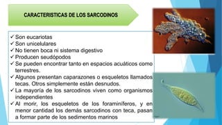 CARACTERISTICAS DE LOS SARCODINOS
 Son eucariotas
 Son unicelulares
 No tienen boca ni sistema digestivo
 Producen seudópodos
 Se pueden encontrar tanto en espacios acuáticos como
terrestres.
 Algunos presentan caparazones o esqueletos llamados
tecas. Otros simplemente están desnudos.
 La mayoría de los sarcodinos viven como organismos
independientes
 Al morir, los esqueletos de los foraminíferos, y en
menor cantidad los demás sarcodinos con teca, pasan
a formar parte de los sedimentos marinos
 