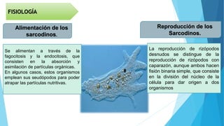 FISIOLOGÍA
Alimentación de los
sarcodinos.
Se alimentan a través de la
fagocitosis y la endocitosis, que
consisten en la absorción y
asimilación de partículas orgánicas.
En algunos casos, estos organismos
emplean sus seudópodos para poder
atrapar las partículas nutritivas.
La reproducción de rizópodos
desnudos se distingue de la
reproducción de rizópodos con
caparazón, aunque ambos hacen
fisión binaria simple, que consiste
en la división del núcleo de la
célula para dar origen a dos
organismos
Reproducción de los
Sarcodinos.
 