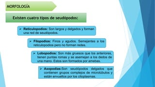 MORFOLOGÍA
Existen cuatro tipos de seudópodos:
 Axopodias:Son seudópodos delgados que
contienen grupos complejos de microtúbulos y
están envueltos por los citoplasmas.
 Lobopodios: Son más gruesos que los anteriores,
tienen puntas romas y se asemejan a los dedos de
una mano. Estos son formados por amebas.
 Reticulopodios: Son largos y delgados y forman
una red de seudópodos.
 Filopodios: Finos y agudos. Semejantes a los
reticulopodios pero no forman redes.
 