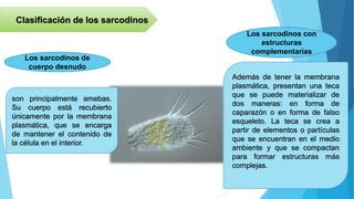 Clasificación de los sarcodinos
son principalmente amebas.
Su cuerpo está recubierto
únicamente por la membrana
plasmática, que se encarga
de mantener el contenido de
la célula en el interior.
Además de tener la membrana
plasmática, presentan una teca
que se puede materializar de
dos maneras: en forma de
caparazón o en forma de falso
esqueleto. La teca se crea a
partir de elementos o partículas
que se encuentran en el medio
ambiente y que se compactan
para formar estructuras más
complejas.
Los sarcodinos de
cuerpo desnudo
Los sarcodinos con
estructuras
complementarias
 