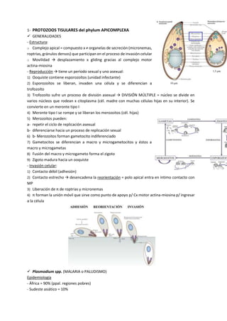 1- PROTOZOOS TISULARES del phylum APICOMPLEXA
 GENERALIDADES
- Estructura:
o Complejo apical = compuesto x ≠ organelas de secreción (micronemas,
roptrias, gránulos densos) que participan en el proceso de invasión celular
o Movilidad  desplazamiento x gliding gracias al complejo motor
actina-miosina
- Reproducción  tiene un período sexual y uno asexual:
1) Ooquiste contiene esporozoítos (unidad infectante)
2) Esporozoítos se liberan, invaden una célula y se diferencian a
trofozoíto
3) Trofozoíto sufre un proceso de división asexual  DIVISIÓN MÚLTIPLE = núcleo se divide en
varios núcleos que rodean x citoplasma (cél. madre con muchas células hijas en su interior). Se
convierte en un meronte tipo I
4) Meronte tipo I se rompe y se liberan los merozoitos (cél. hijas)
5) Merozoitos pueden:
a- repetir el ciclo de replicación asexual
b- diferenciarse hacia un proceso de replicación sexual
6) b- Merozoitos forman gametocito indiferenciado
7) Gametocitos se diferencian a macro y microgametocitos y éstos a
macro y microgametas
8) Fusión del macro y microgameto forma el zigoto
9) Zigoto madura hacia un ooquiste
- Invasión celular:
1) Contacto débil (adhesión)
2) Contacto estrecho  desencadena la reorientación = polo apical entra en íntimo contacto con
MP
3) Liberación de π de roptrias y micronemas
4) π forman la unión móvil que sirve como punto de apoyo p/ Cx motor actina-miosina p/ ingresar
a la célula
 Plasmodium spp. (MALARIA o PALUDISMO)
Epidemiología
- África = 90% (ppal. regiones pobres)
- Sudeste asiático = 10%
 
