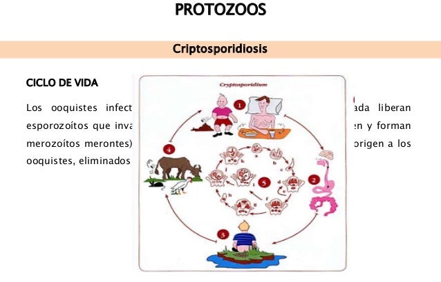 Protozoos
